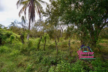 Natural tropical thick vegetation on large land lot in Panama coast Juan Hombron