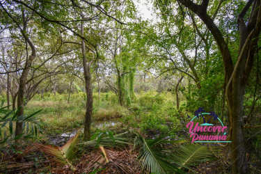 Natural wetlands forest zone on large land lot Juan Hombron coast Panama