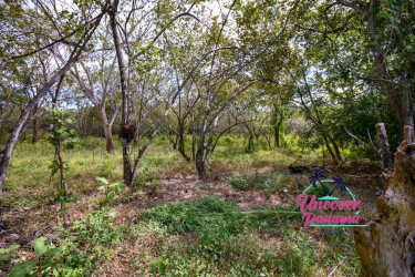 Wooded land opportunity for development minutes from Santa Clara beach in Panama
