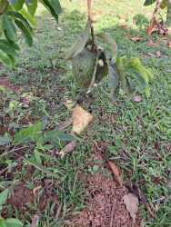 Flat 728m² Titled Land for Sale Playa Leona La Chorrera