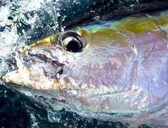 Rustic beach pathway with ocean access from Bucaro coastal land