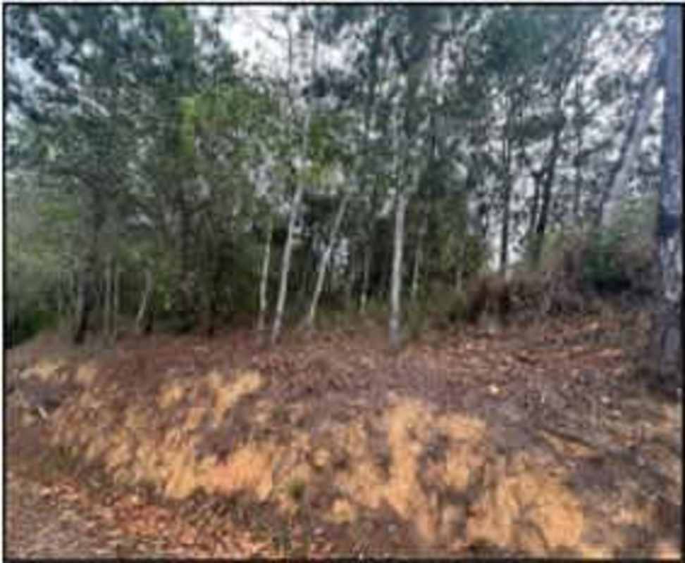 Sloped wooded terrain perfect for mountain home construction at Altos de Cerro Azul Panama