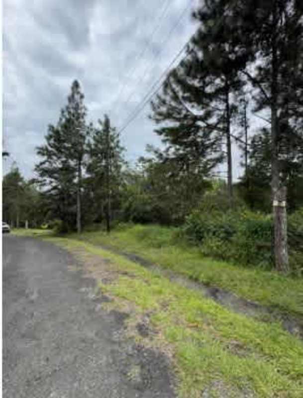 Quiet asphalt road lined with pine trees and power lines near residential lot in Cerro Azul Panama