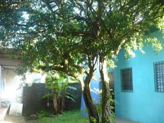 Backyard with green lawn, mature trees, blue walls in Chiriqui house Panama