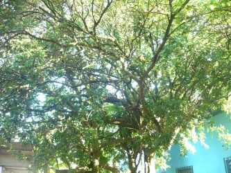 Side patio walkway with green garden and peach walls in single house Chiriqui Panama