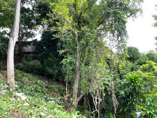 Land for Sale in Rufina Alfaro - 0 bedrooms