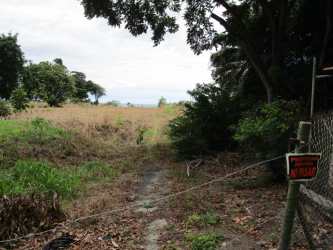 Coastal land with palm trees and ocean backdrop in Playa Gorgona Panama