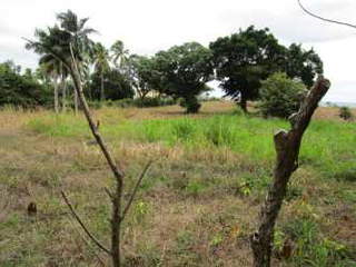 Land / Lot for Sale in Playa Gorgona - 0 bedrooms