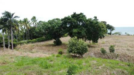 Large mature trees on an oceanfront coastal property land for sale Panama