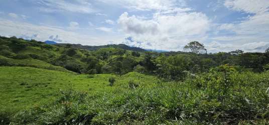 Mature shade trees in green open farmland in Chiriquí Panama for sale