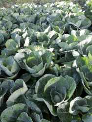 Lush cabbage crops in fertile Potrerillos Arriba mountain farming land
