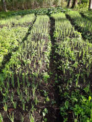 Spring water system integrated in Chiriquí Potrerillos titled land for sale