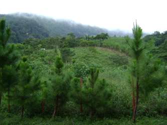 Lush green forested hillside on titled mountain land in Potrerillos Chiriquí Panama