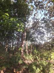 Mature trees and dense vegetation on Soná Veraguas 17 hectare oceanfront farm