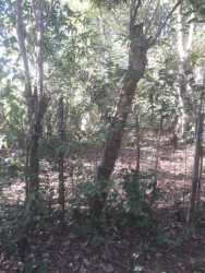 Lush tropical greenery bordering Pacific Ocean on coastal farmland Soná Veraguas