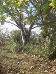 Tropical rainforest canopy inside 17 hectare estate in Soná coastal Veraguas