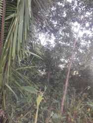 Pacific oceanfront property with mixed forest and open clearings in Soná