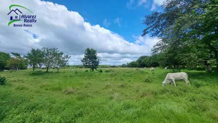 Green fertile agricultural fields with tree borders and open skies Bugaba Panama
