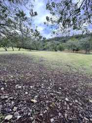 Lush greenery and waterside trees at lakefront land in Brisas de los Lagos La Chorrera