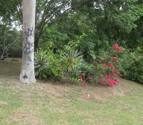 Tropical greenery and trees at the coastal land site in Riomar San Carlos Panama