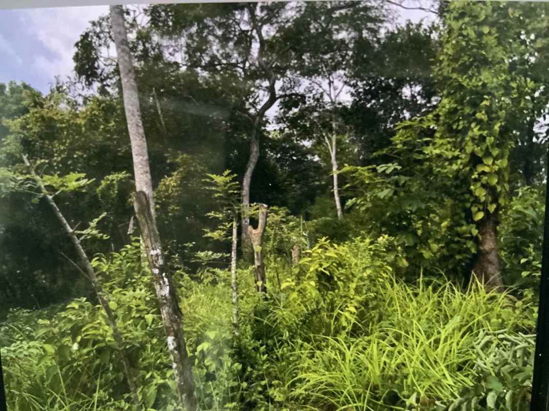 Tropical jungle lot with mature trees vegetation Las Cumbres Green City expansion zone Panama