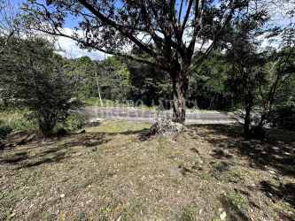 Forested vacant land with dense trees and grass in gated mountain community Panama