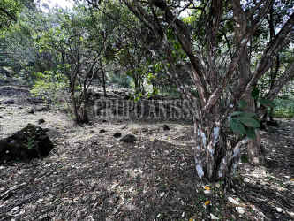 Wooded vacant lot with dense vegetation in private mountain community Panama