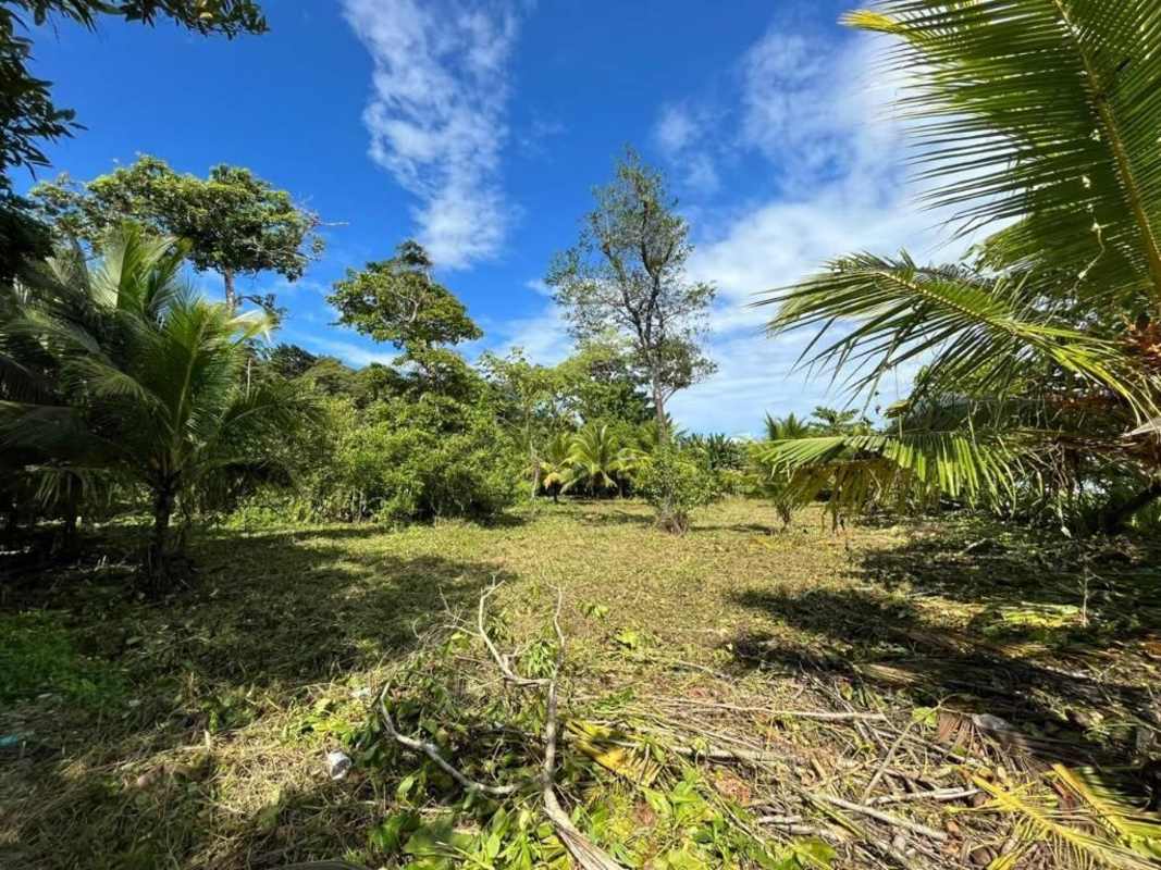 Natural tropical beachfront lot covered in lush vegetation on Isla Colón Bocas for eco-tourism development