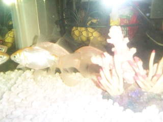 Room for Rental in Albrook - 1 bedroom