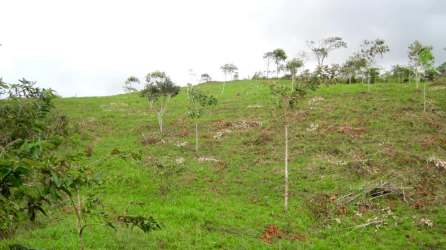 Grassy hillside with sparse young trees and distant mountains Panama