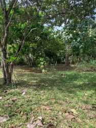 Natural landscape with tropical trees on flat lot Rio Mar San Carlos