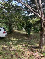 Spacious fenced lot covered with grass and mature trees Panama