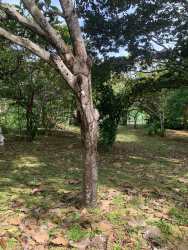 Large vacant lot with greenery for custom beach house Panama