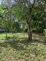 Large open yard with plenty of sun and shade trees close to Panama beaches