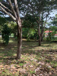 Buildable fenced lot with natural vegetation near Rio Mar Beach
