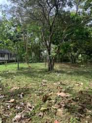 Open yard space with vibrant greenery for beach home Panama