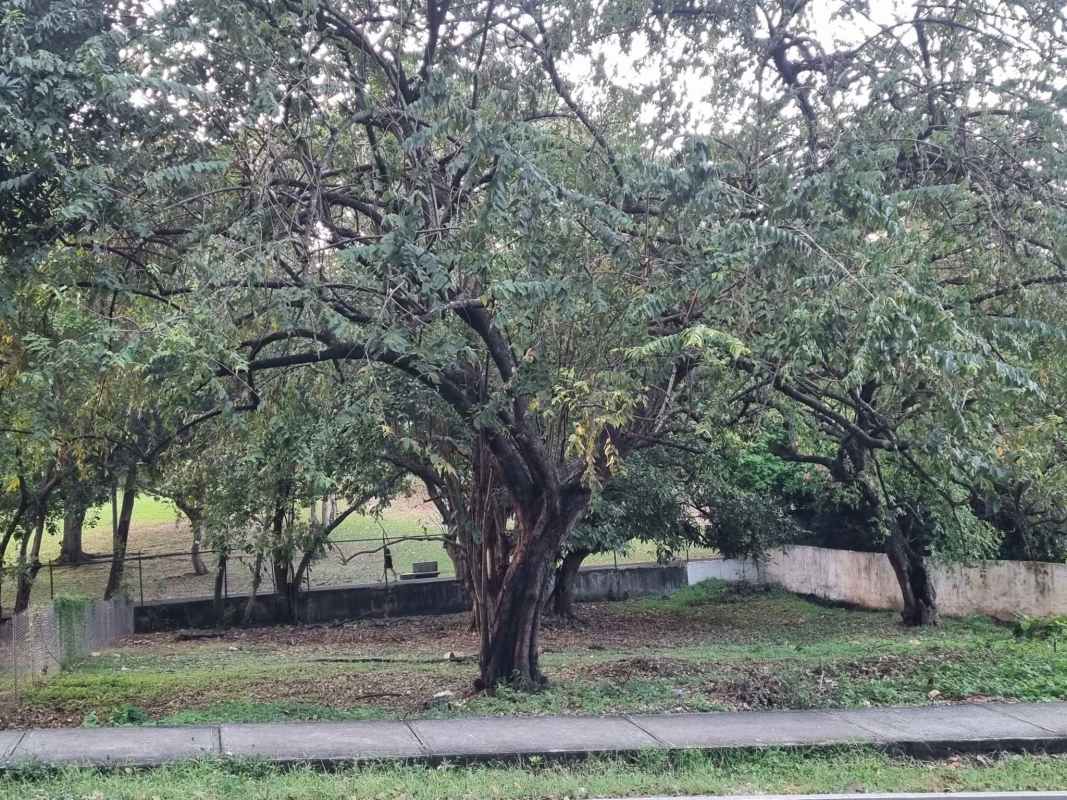 Residential Lot Fronting Parque Omar Altos del Golf