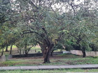 Land for Sale in Coco del Mar - 0 bedrooms