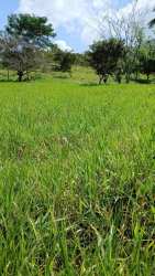 Green grass lot with scattered trees and blue cloudy sky in Ollas Abajo La Chorrera farmland Panama
