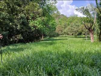 Lush open landscape with palm trees on rural land for sale in Chorrera Panama