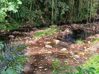 Lush tropical creek lined with bamboo on farmland for sale La Chorrera Panama
