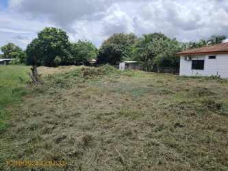Grassy cleared lot adjacent home and trees in Belisario Porras Las Tablas Panama