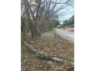 Unpaved rural access road with trees and vegetation by lot in Chame Panama