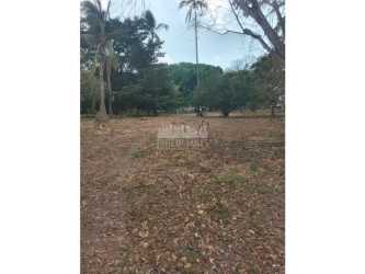 Cleared large plot with palm trees and blue sky near Gorgona beaches Cabuya Panama