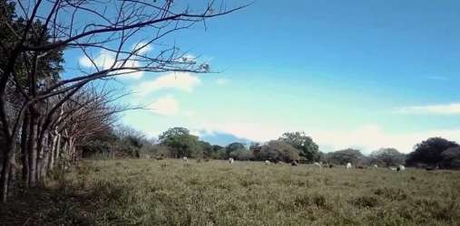 Cattle on open pastures amid greenery and mountain view, Chiriqui rural property
