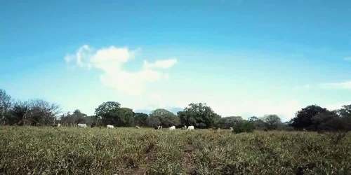 Large rural land panoramic aerial with greenery, suitable for agriculture or ranching in Panama