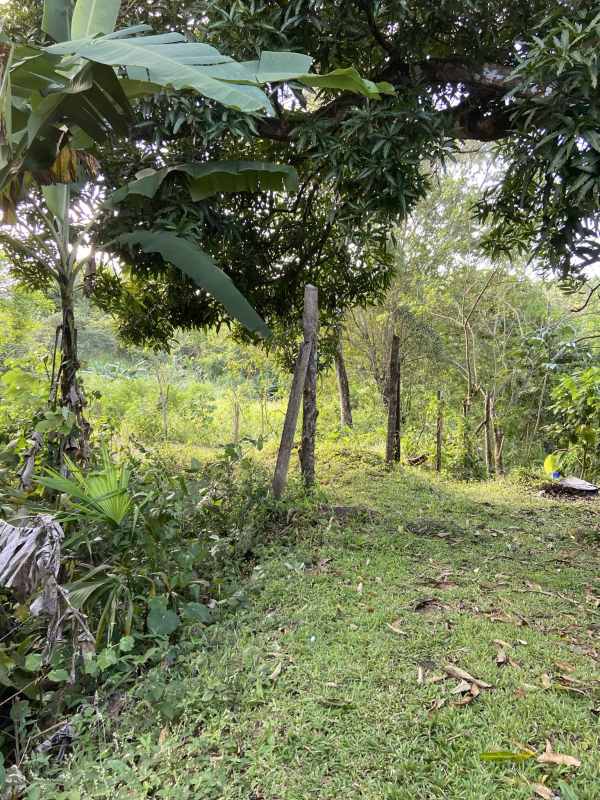 Land with mature trees, lush greenery and wooden fencing in Villa Zaita Panama ideal for residential projects