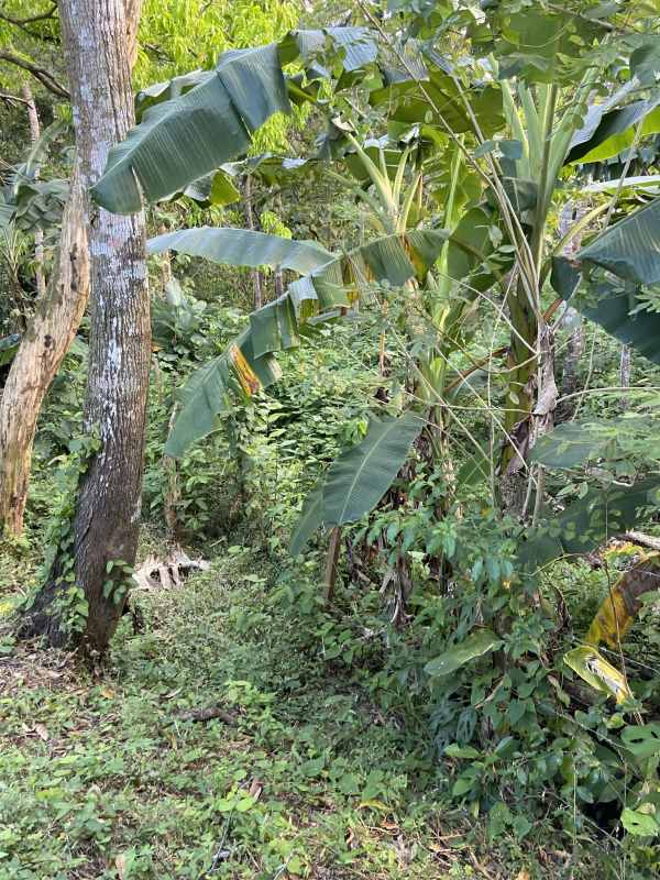 Forested residential Panama lot with banana plants and tropical trees in Villa Zaita Panama City