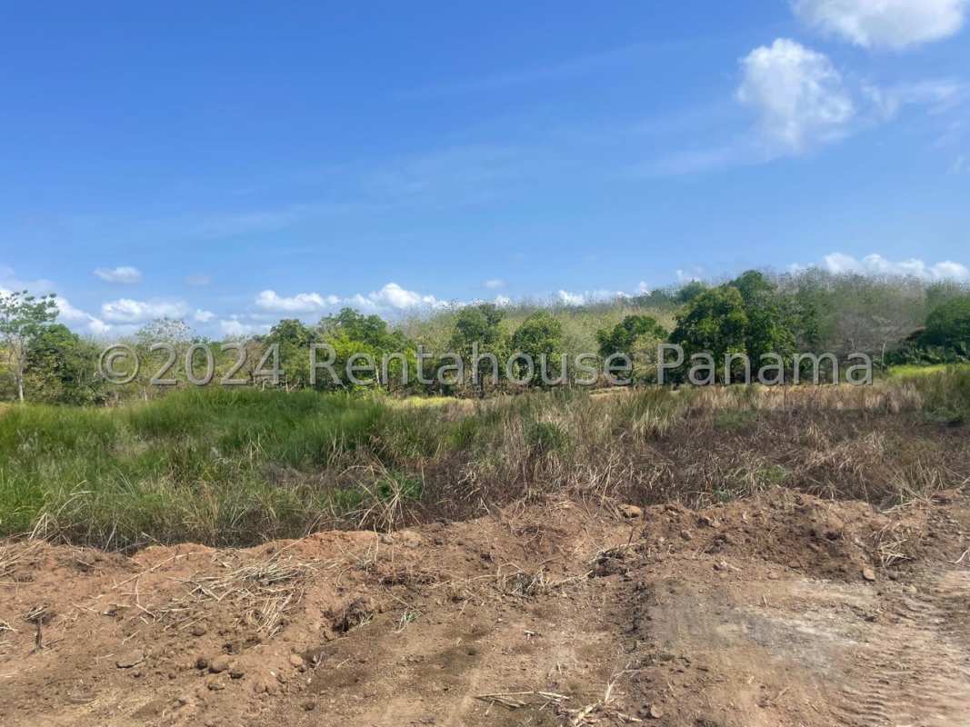 Open undeveloped countryside plot with trees and natural vegetation Panama City outskirts