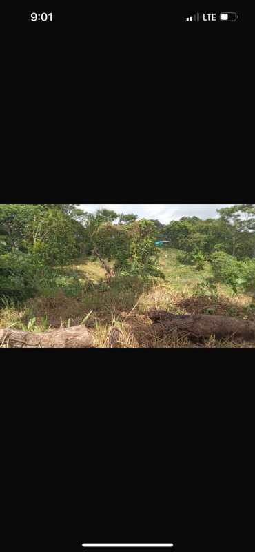 Panoramic lush tropical forest landscape on large rural property in Chilibre Panama